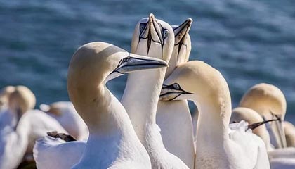 澳客官网最新版电脑版-篮球巨星詹姆斯再次获得总决赛MVP