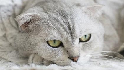 足球澳客网官网首页-球队内部矛盾加剧，是否会影响球队实力？